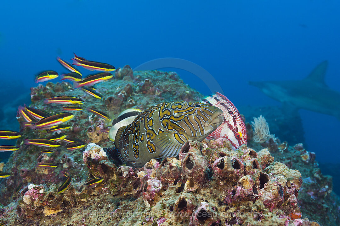 Hieroglyphen-Korallenwaechter, Cirrhitus rivulatus, Arch, Darwin Island, Galapagos, Ecuador