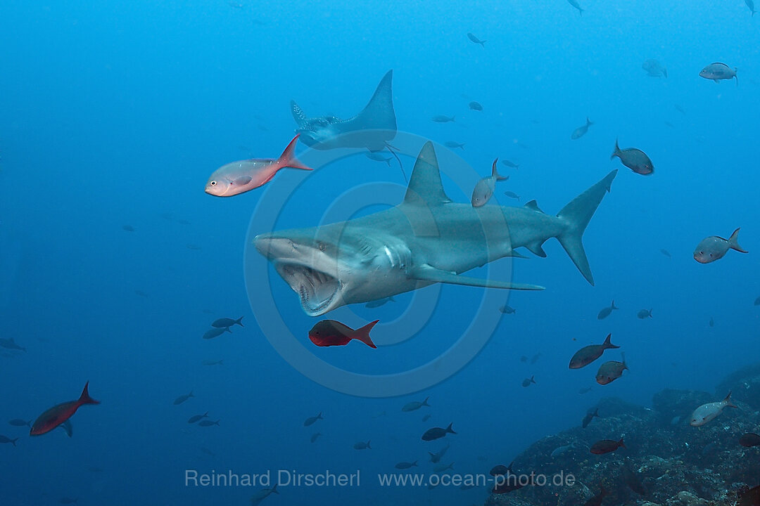 Galapagos Shark, Carcharhinus galapagensis, Wolf Island, Galapagos, Ecuador