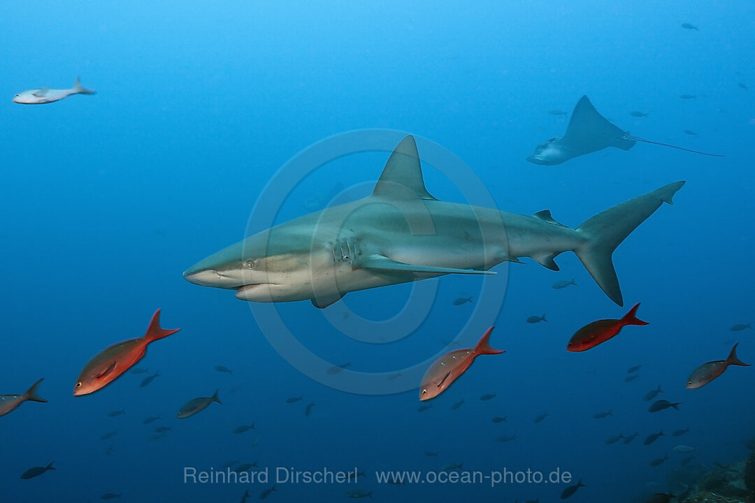 Galapagos Shark, Carcharhinus galapagensis, Wolf Island, Galapagos, Ecuador