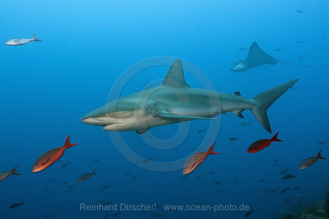 Galapagoshai, Carcharhinus galapagensis, Wolf Island, Galapagos, Ecuador