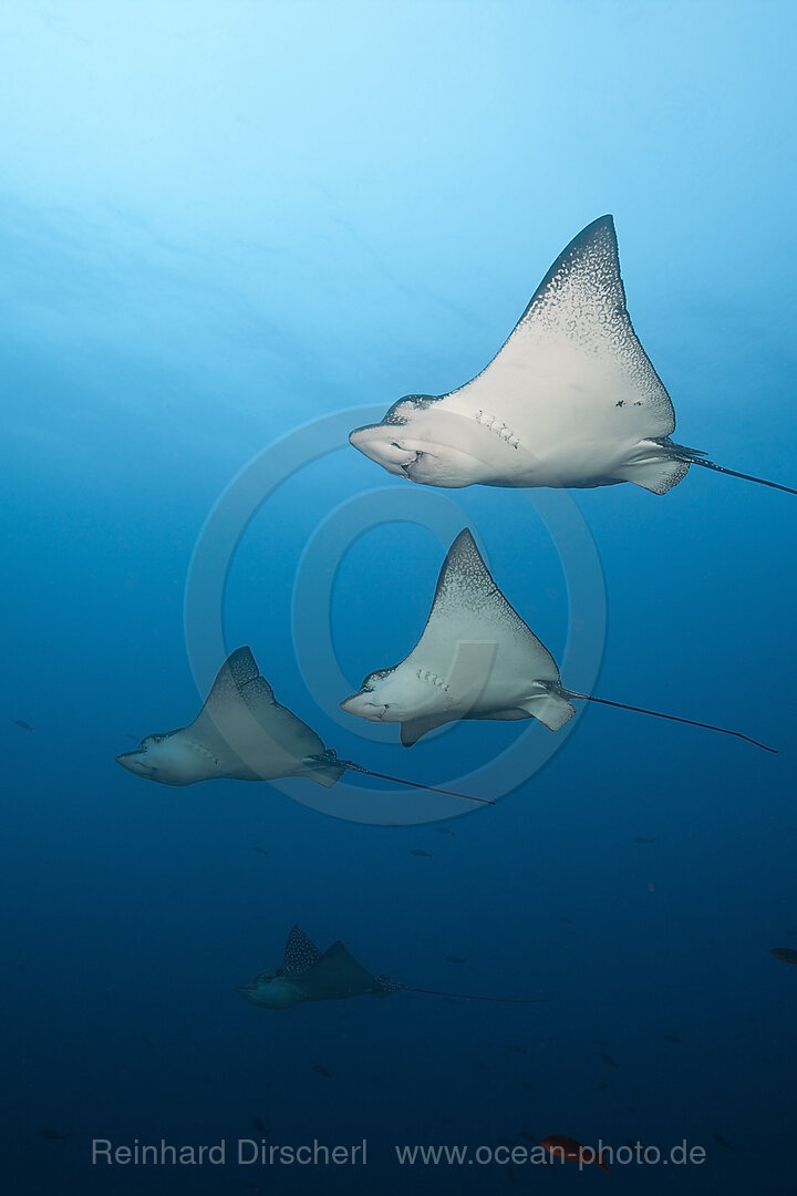 Spotted Eagle Ray, Aetobatus narinari, Wolf Island, Galapagos, Ecuador