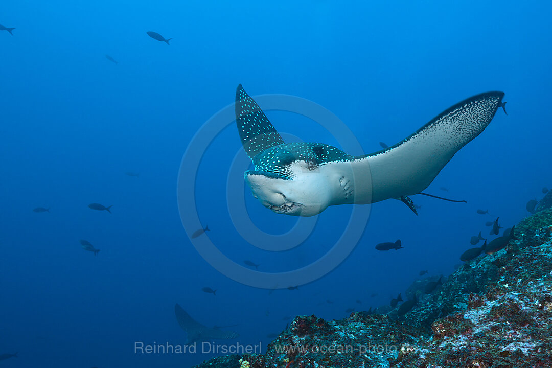 Spotted Eagle Ray, Aetobatus narinari, Wolf Island, Galapagos, Ecuador