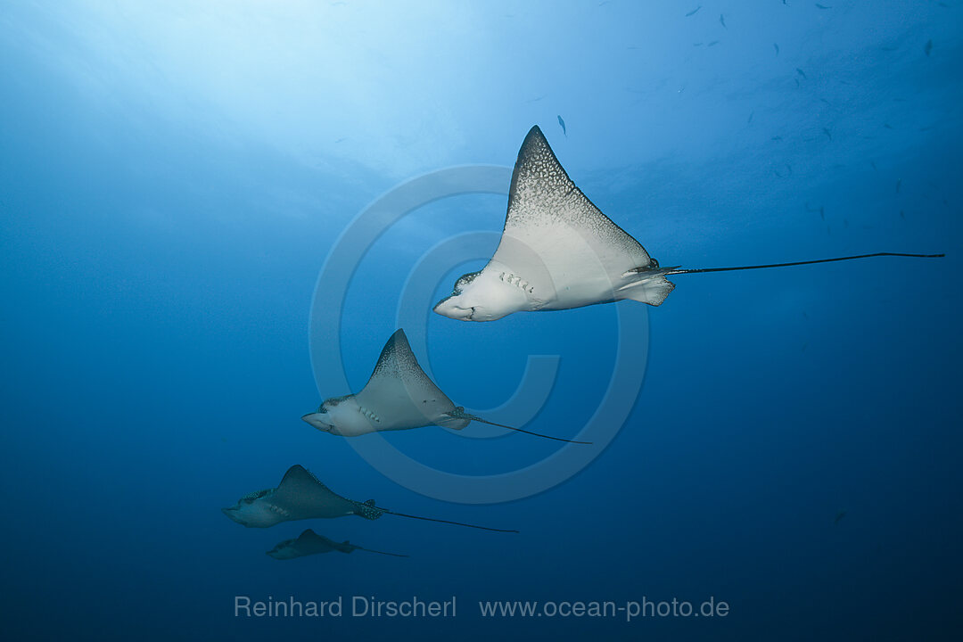 Spotted Eagle Ray, Aetobatus narinari, Wolf Island, Galapagos, Ecuador