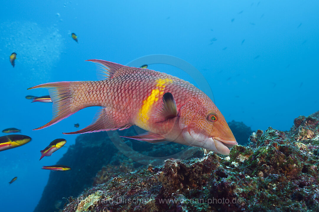 Mexikanischer Schweinslippfisch, Bodianus diplotaenia, Wolf Island, Galapagos, Ecuador