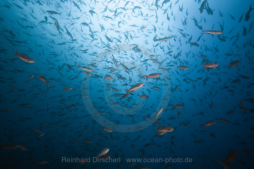 Shoal of Pacific Creolefish, Paranthias colonus, Wolf Island, Galapagos, Ecuador