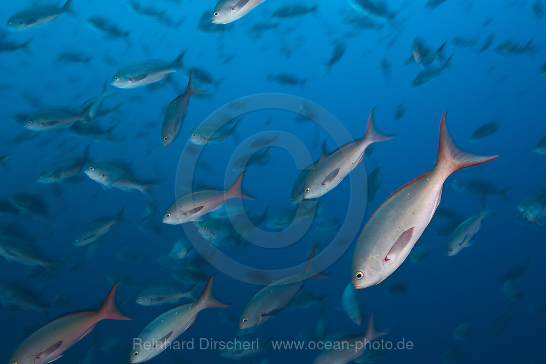 Shoal of Pacific Creolefish, Paranthias colonus, Wolf Island, Galapagos, Ecuador