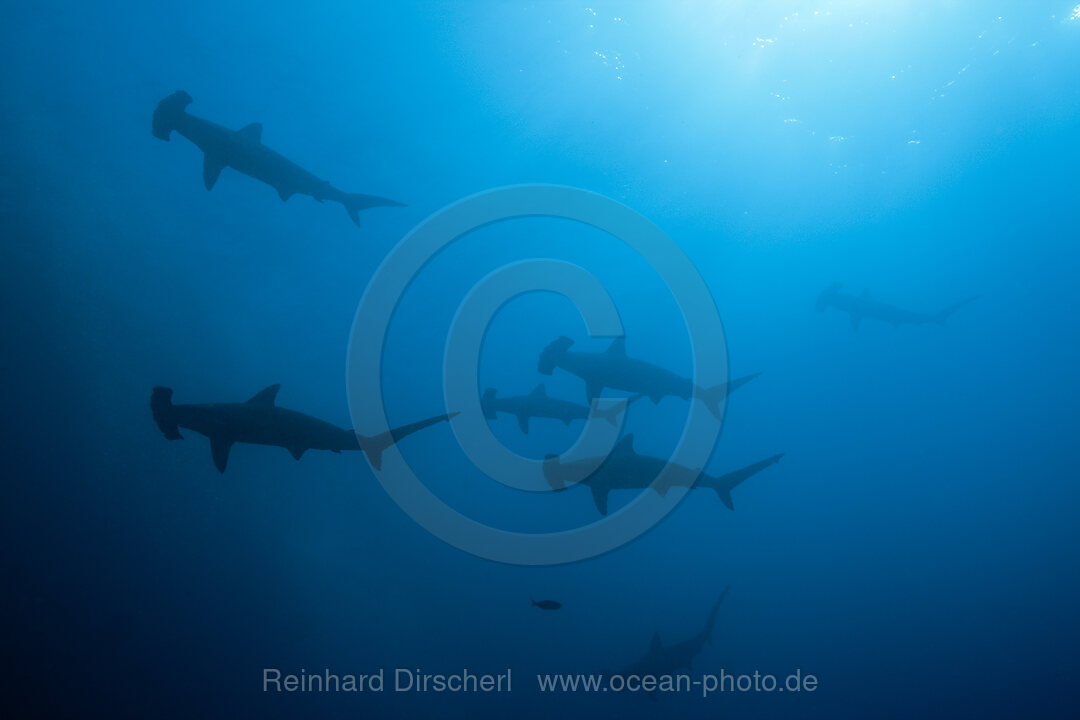 Schule Bogenstirn-Hammerhaie, Sphyrna lewini, Wolf Island, Galapagos, Ecuador