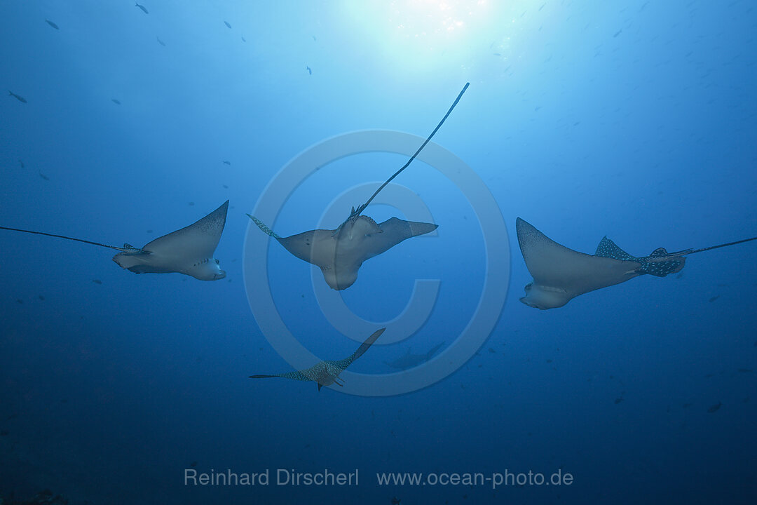 Spotted Eagle Ray, Aetobatus narinari, Wolf Island, Galapagos, Ecuador