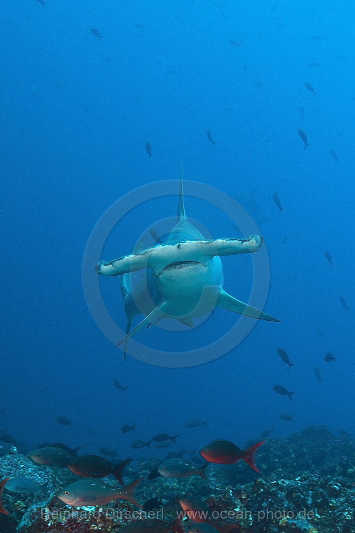 Scalloped Hammerhead Shark, Sphyrna lewini, Wolf Island, Galapagos, Ecuador