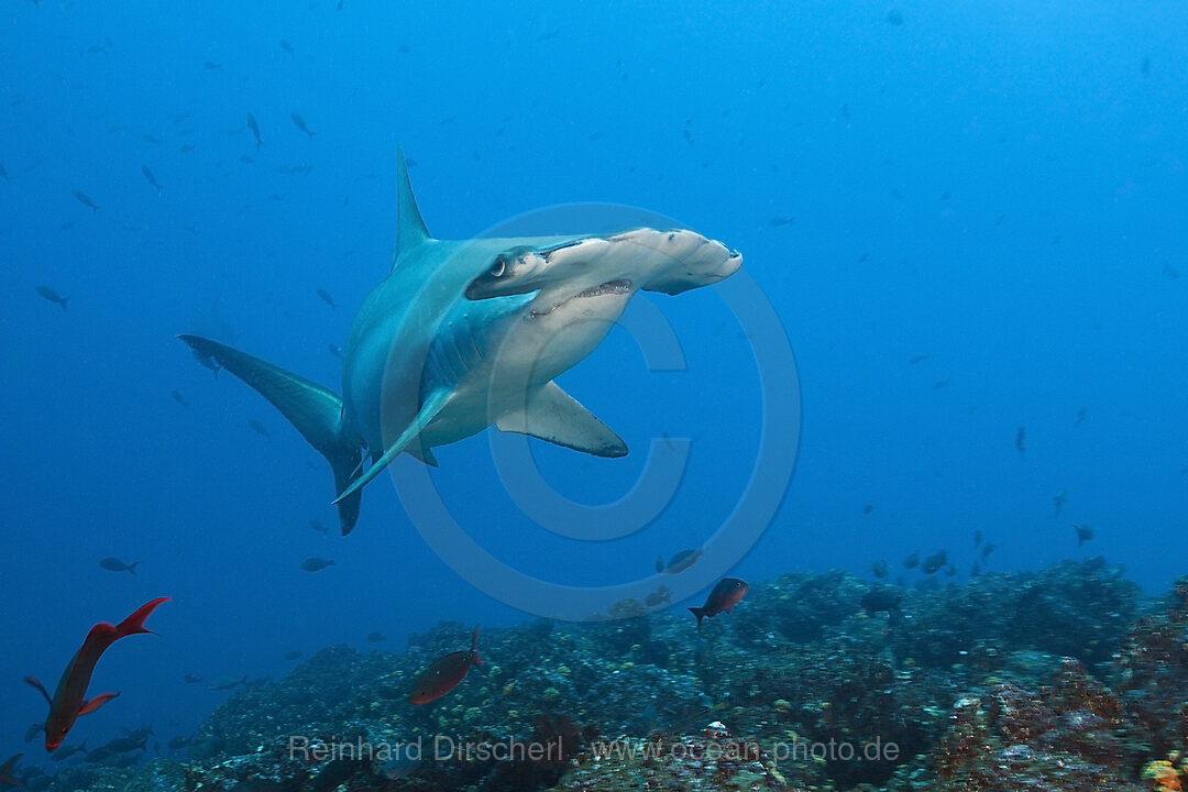 Scalloped Hammerhead Shark, Sphyrna lewini, Wolf Island, Galapagos, Ecuador