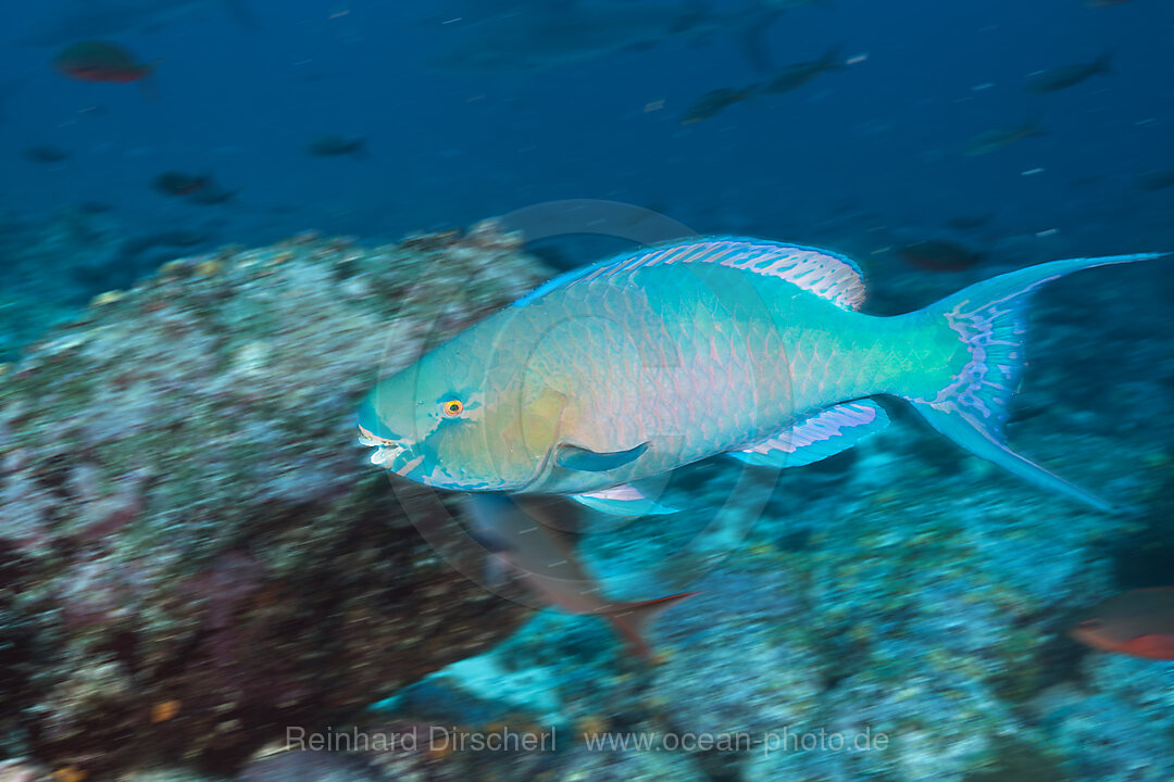 Nasenhoecker-Papageifisch, Scarus rubroviolaceus, Wolf Island, Galapagos, Ecuador