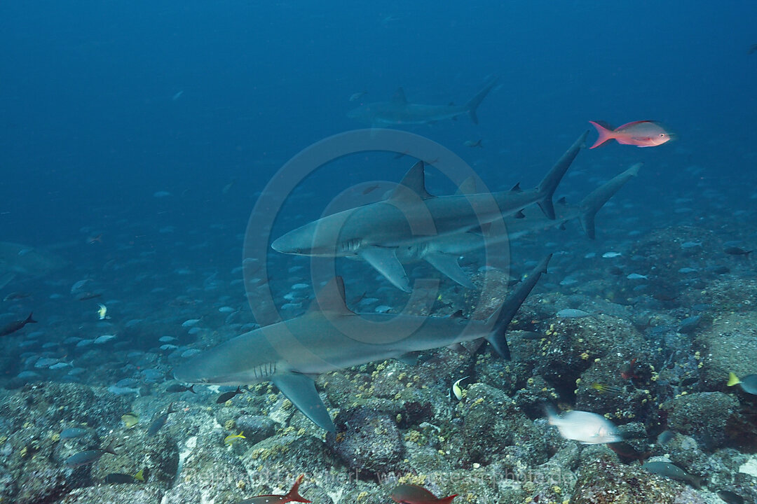 Galapagos Sharks, Carcharhinus galapagensis, Wolf Island, Galapagos, Ecuador