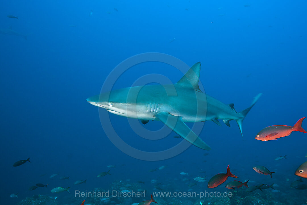Galapagos Shark, Carcharhinus galapagensis, Wolf Island, Galapagos, Ecuador