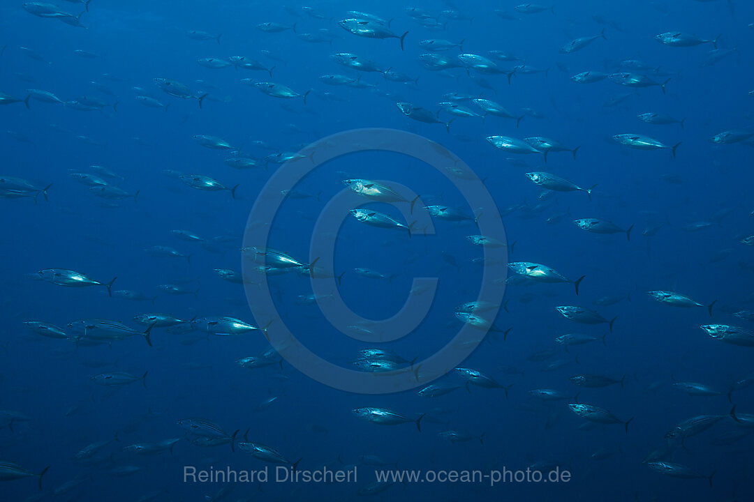 Schwarm Orientalische Bonitos, Sarda orientalis, Wolf Island, Galapagos, Ecuador