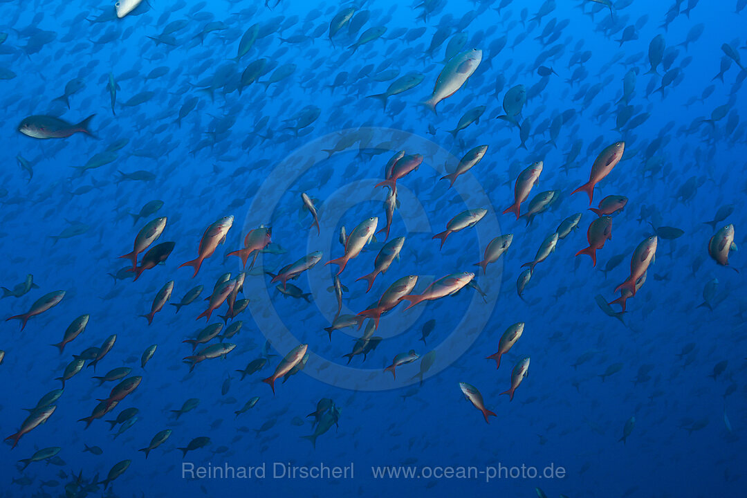 Schwarm Kreolenbarsche, Paranthias colonus, Wolf Island, Galapagos, Ecuador