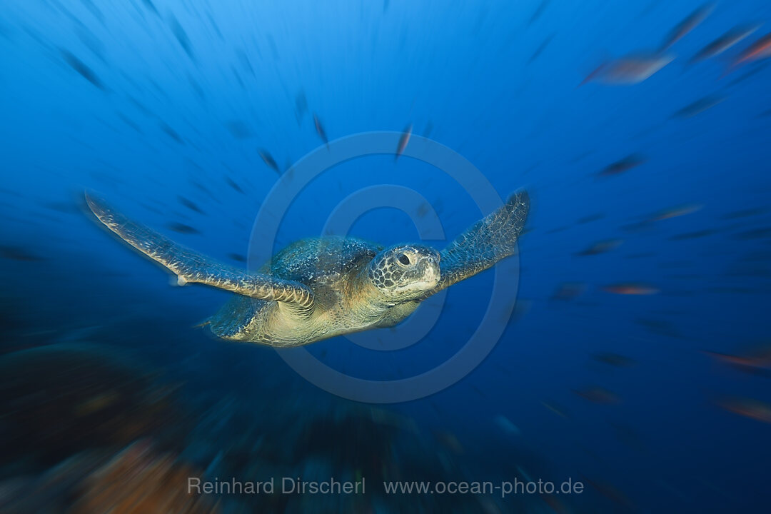 Green Sea Turtle, Chelonia mydas, Wolf Island, Galapagos, Ecuador