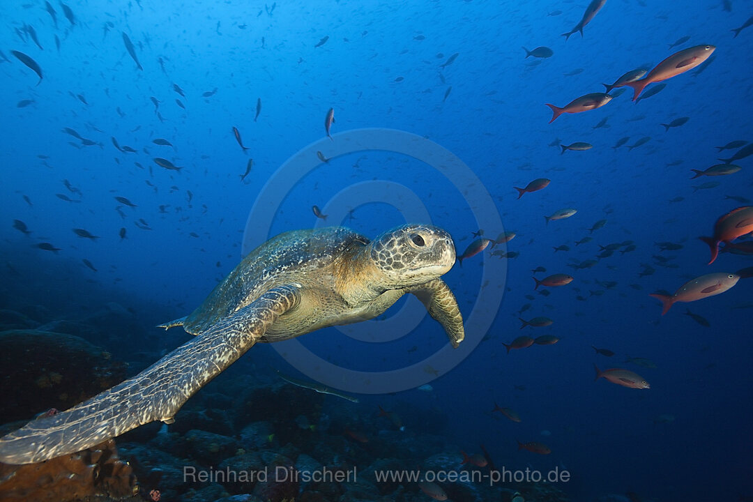 Green Sea Turtle, Chelonia mydas, Wolf Island, Galapagos, Ecuador