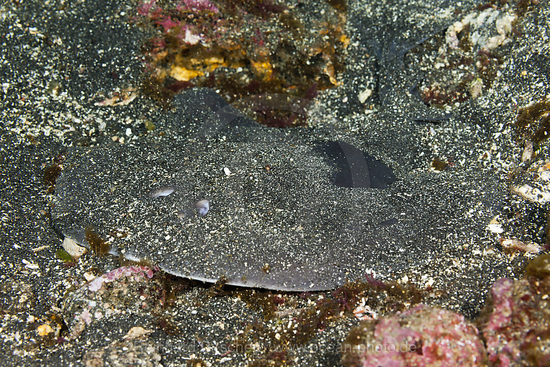 Giant Electric Ray, Narcine entemedor, Cabo Douglas, Fernandina Island, Galapagos, Ecuador