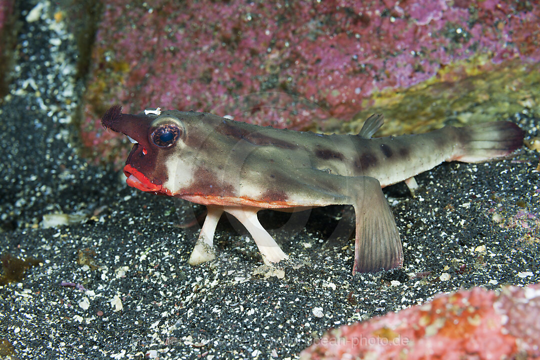 Rotlippen-Fledermausfisch, Ogcocephalus darwini, Cabo Douglas, Fernandina Island, Galapagos, Ecuador