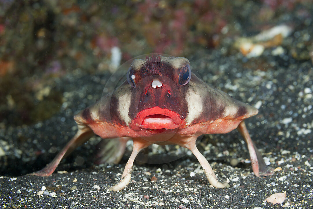 Rotlippen-Fledermausfisch, Ogcocephalus darwini, Cabo Douglas, Fernandina Island, Galapagos, Ecuador