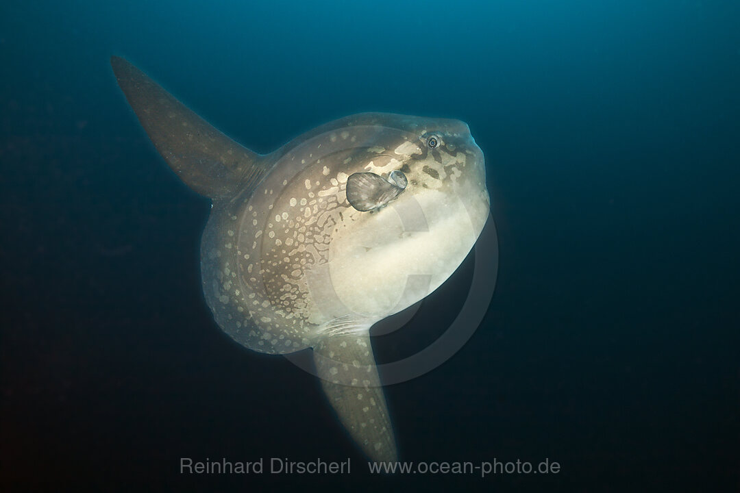 Ocean Sunfish, Mola mola, Punta Vicente Roca, Isabela Island, Galapagos, Ecuador