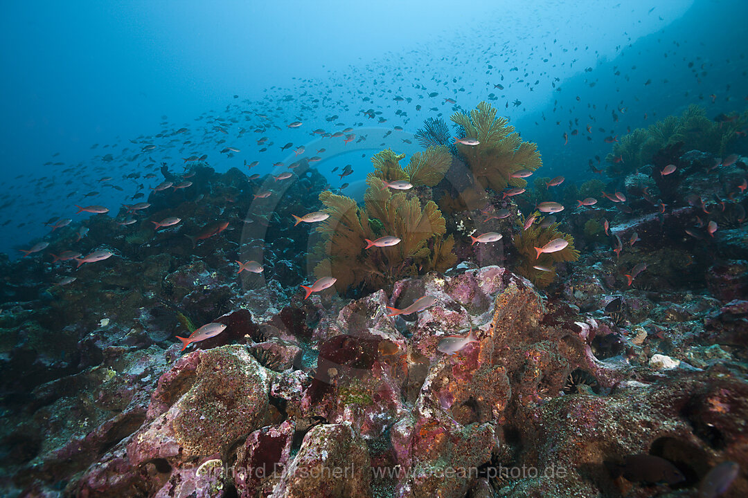 Shoal of Pacific Creolefish, Paranthias colonus, Punta Vicente Roca, Isabela Island, Galapagos, Ecuador
