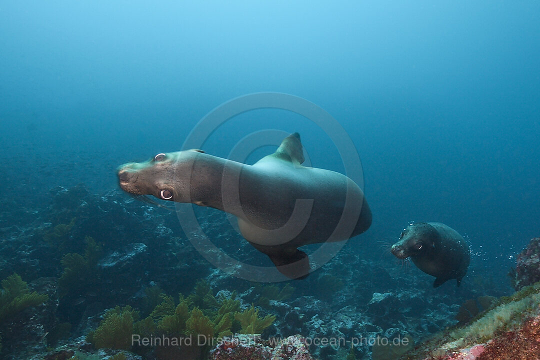 Galapagos Sea Lion, Zalophus wollebaeki, Punta Vicente Roca, Isabela Island, Galapagos, Ecuador