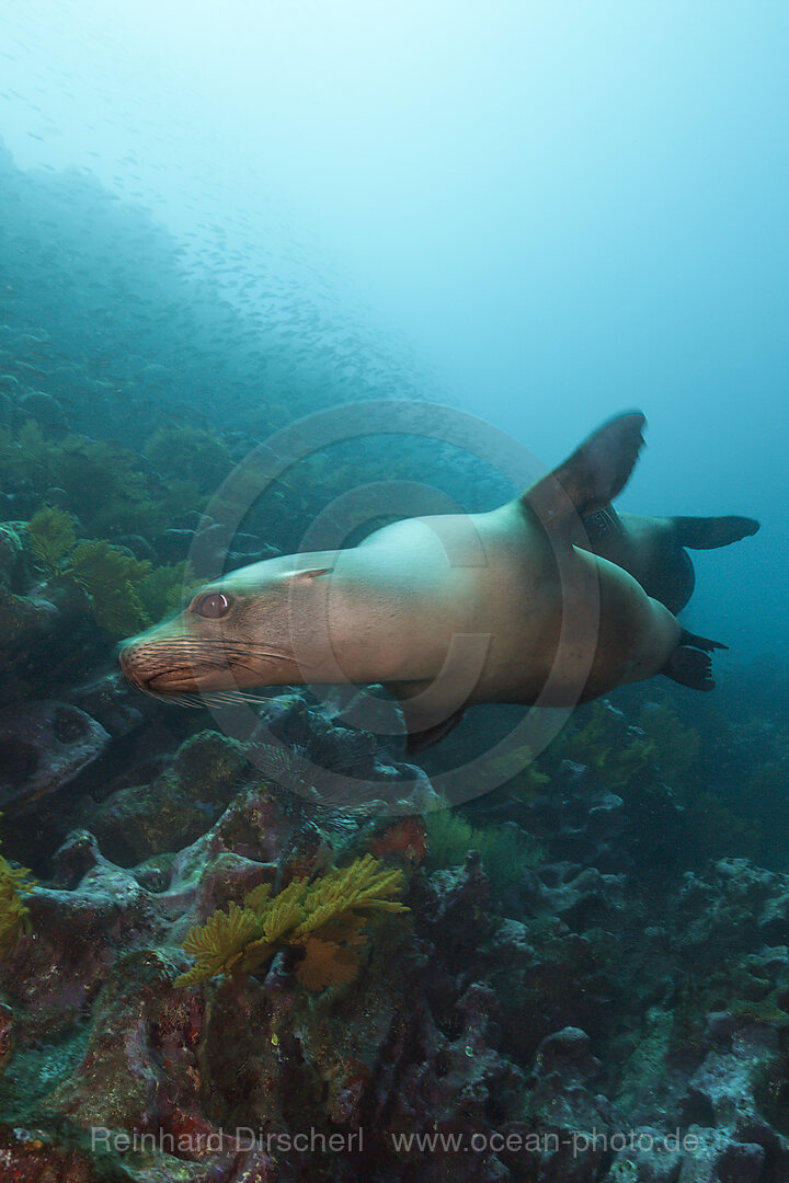 Galapgos-Seeloewe, Zalophus wollebaeki, Punta Vicente Roca, Isabela Island, Galapagos, Ecuador