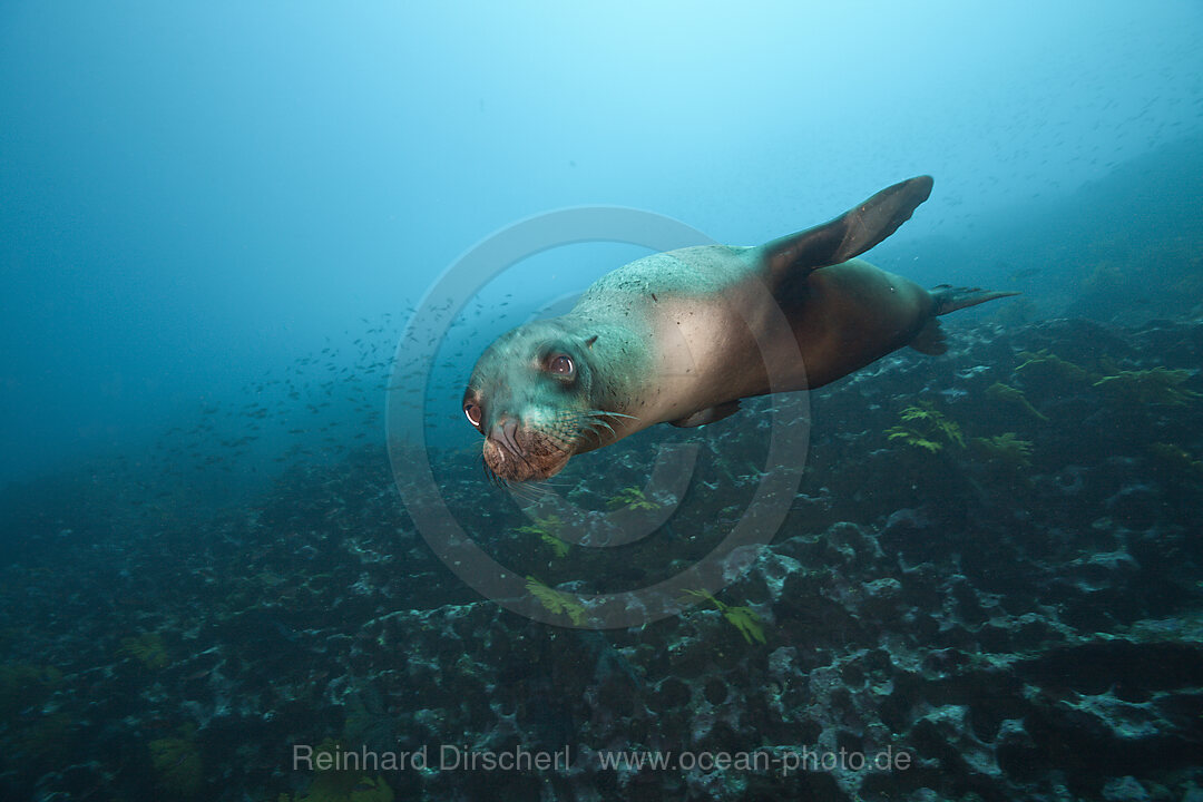 Galapgos-Seeloewe, Zalophus wollebaeki, Punta Vicente Roca, Isabela Island, Galapagos, Ecuador