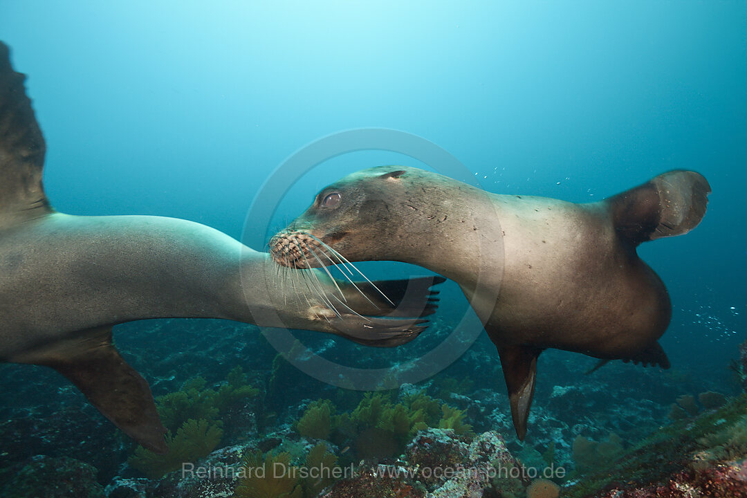 Galapgos-Seeloewe, Zalophus wollebaeki, Punta Vicente Roca, Isabela Island, Galapagos, Ecuador