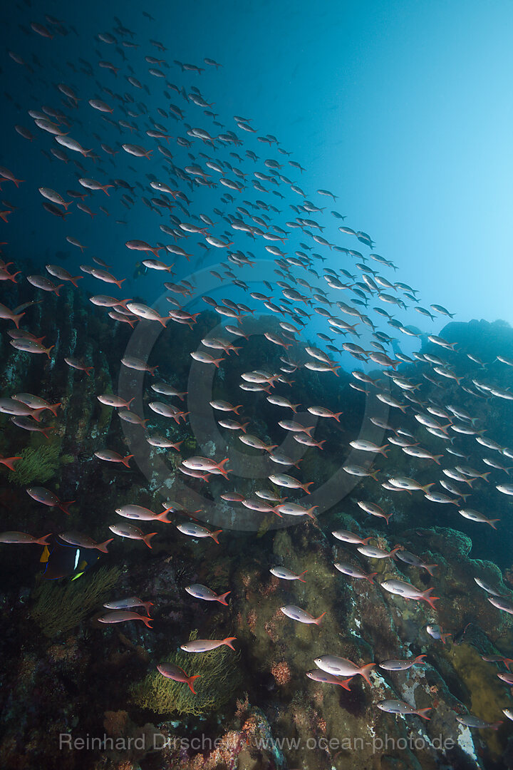 Schwarm Kreolenbarsche, Paranthias colonus, Punta Vicente Roca, Isabela Island, Galapagos, Ecuador