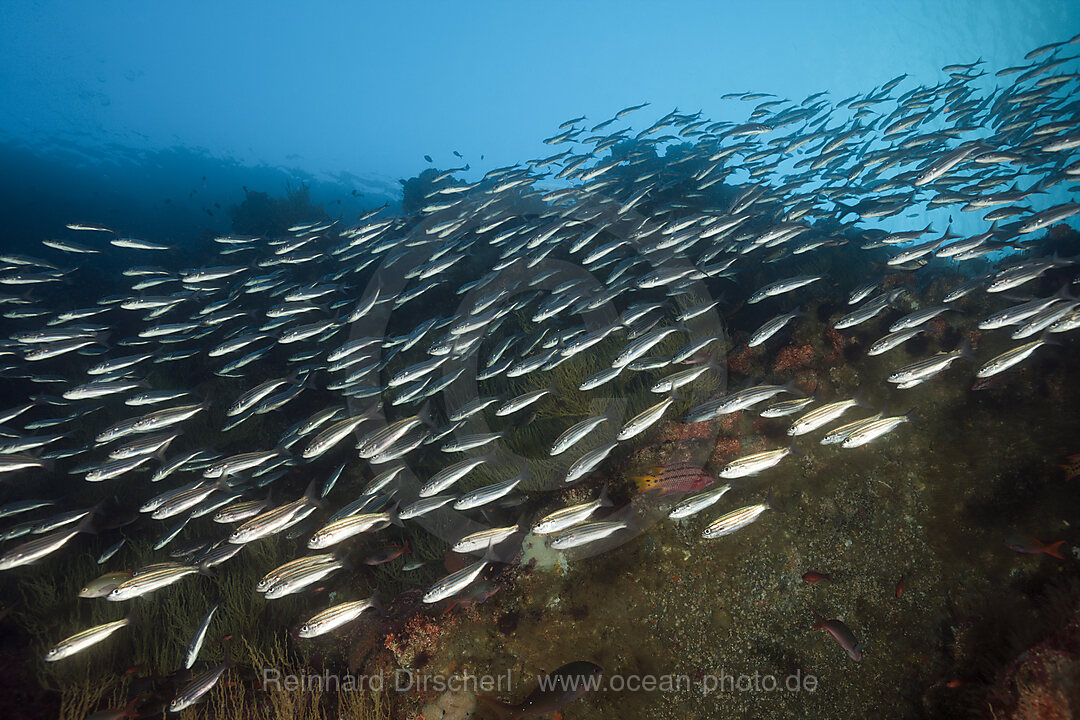 Black striped Salema, Xenocys jessiae, Punta Vicente Roca, Isabela Island, Galapagos, Ecuador