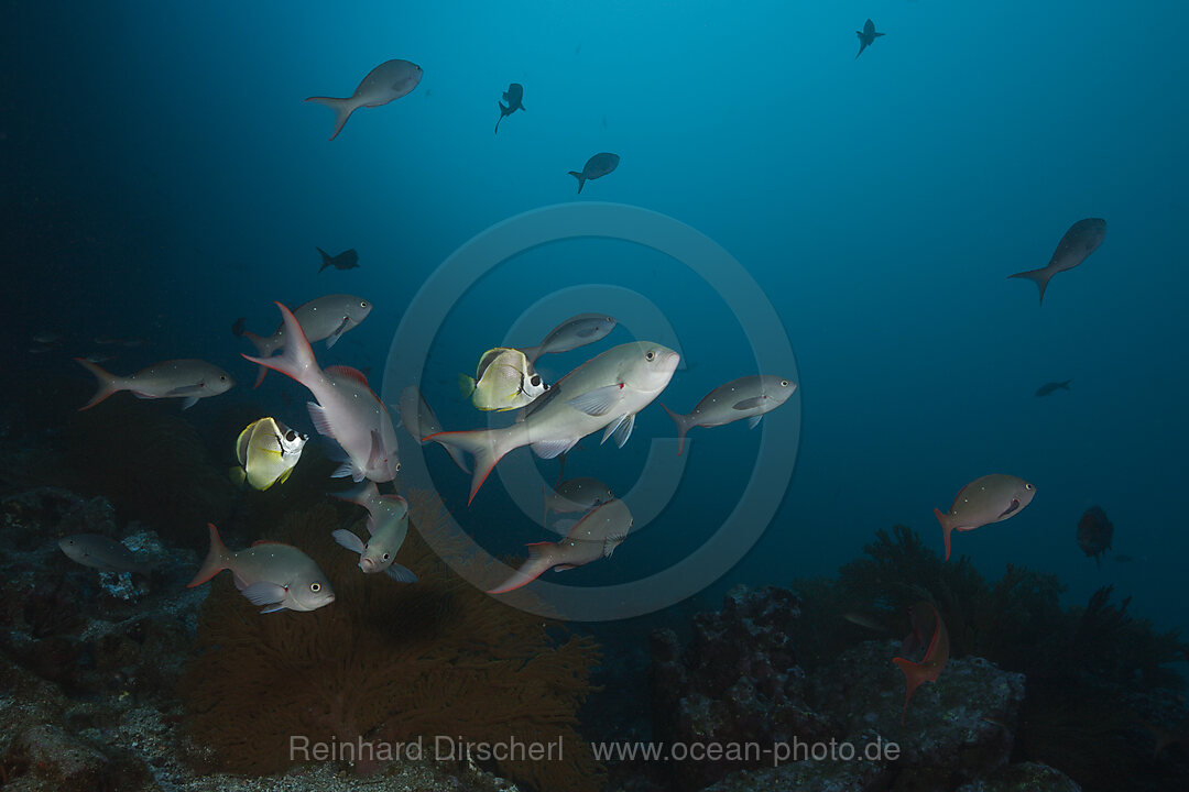 Barbier-Falterfische putzen Kreolenbarsche, Johnrandallia nigrirostris, Punta Vicente Roca, Isabela Island, Galapagos, Ecuador