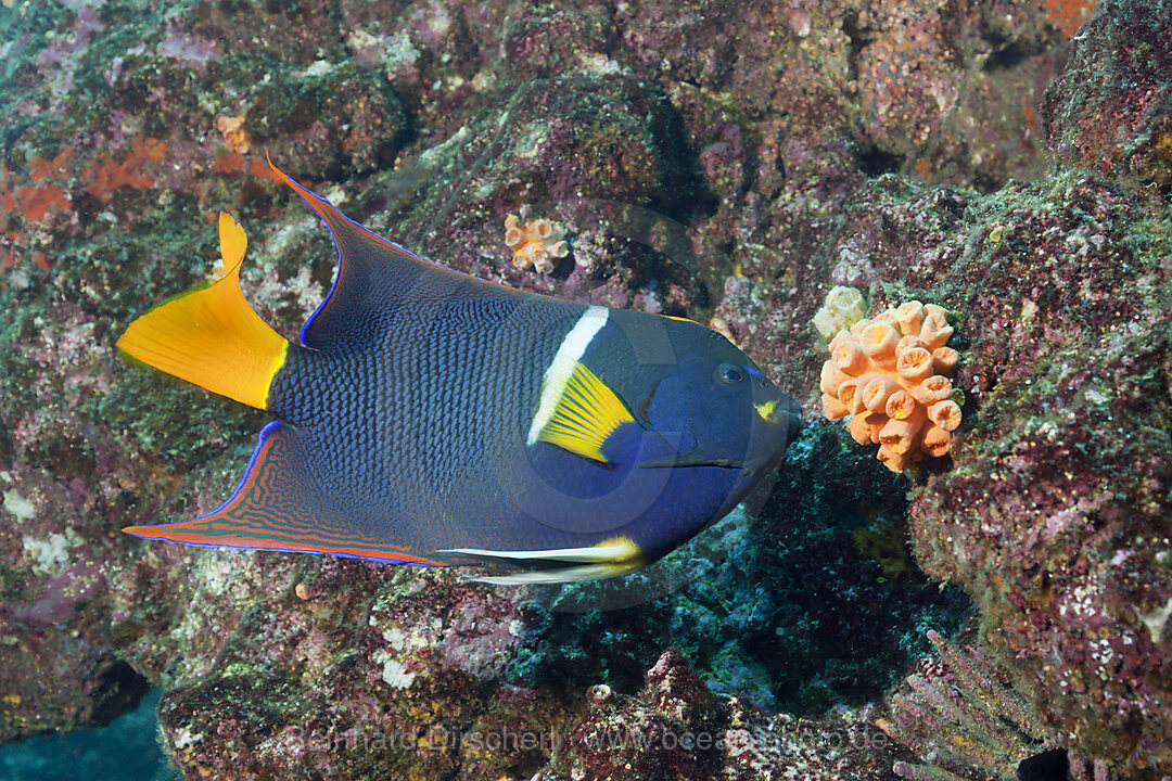 King Angelfish, Holacanthus passer, Cabo Marshall, Isabela Island, Galapagos, Ecuador