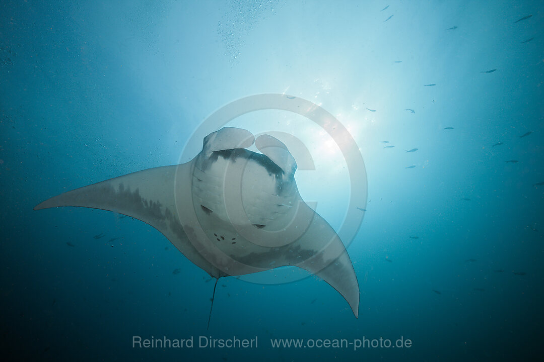 Reef Manta, Manta alfredi, Cabo Marshall, Isabela Island, Galapagos, Ecuador