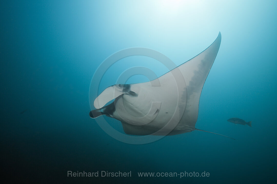 Riffmanta, Manta alfredi, Cabo Marshall, Isabela Island, Galapagos, Ecuador