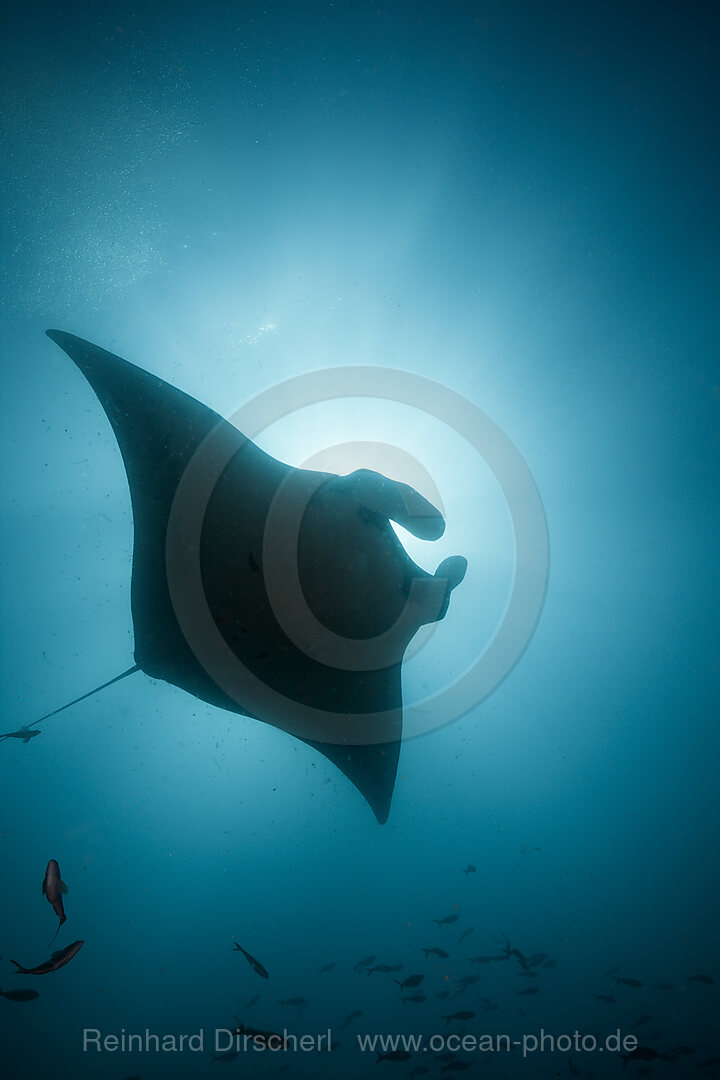 Reef Manta, Manta alfredi, Cabo Marshall, Isabela Island, Galapagos, Ecuador