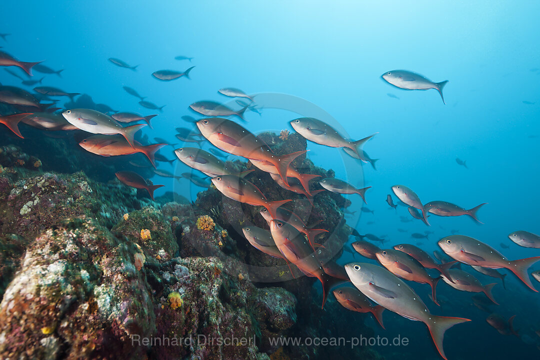 Schwarm Kreolenbarsche, Paranthias colonus, Cabo Marshall, Isabela Island, Galapagos, Ecuador