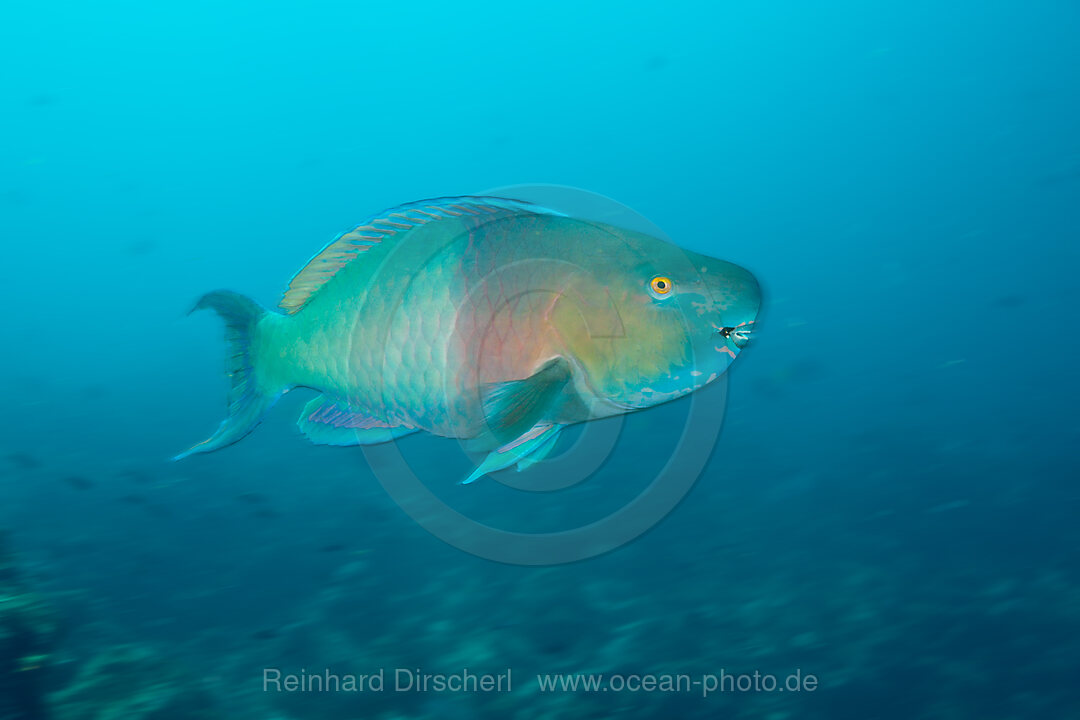 Bicolor Parrotfish, Scarus rubroviolaceus, Cabo Marshall, Isabela Island, Galapagos, Ecuador