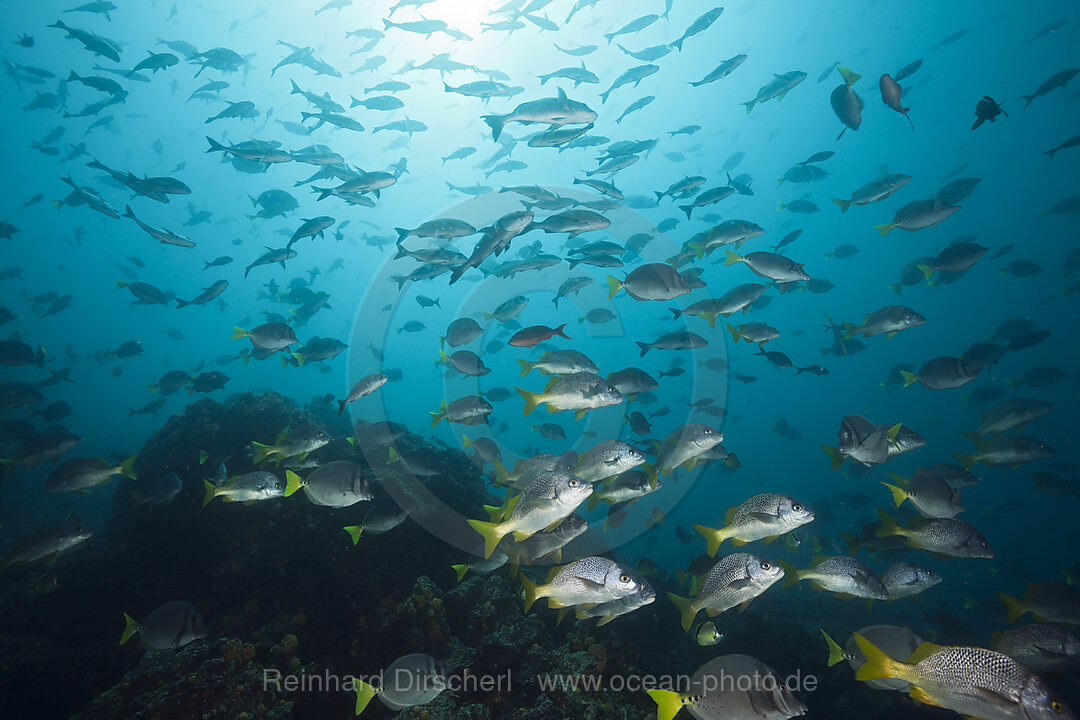 Shoal of Burrito Grunt, Anisotremus interruptus, Cabo Marshall, Isabela Island, Galapagos, Ecuador