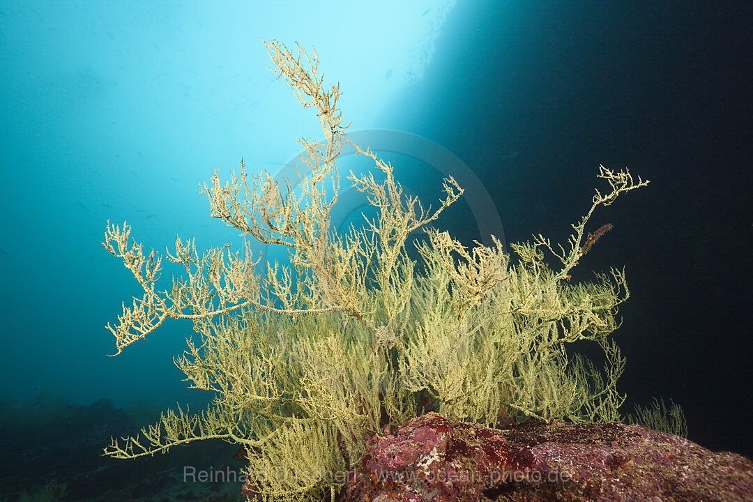 Endemic Galapagos Black Coral, Antipathes galapagensis, Cousins Rock, Santiago Island, Galapagos, Ecuador