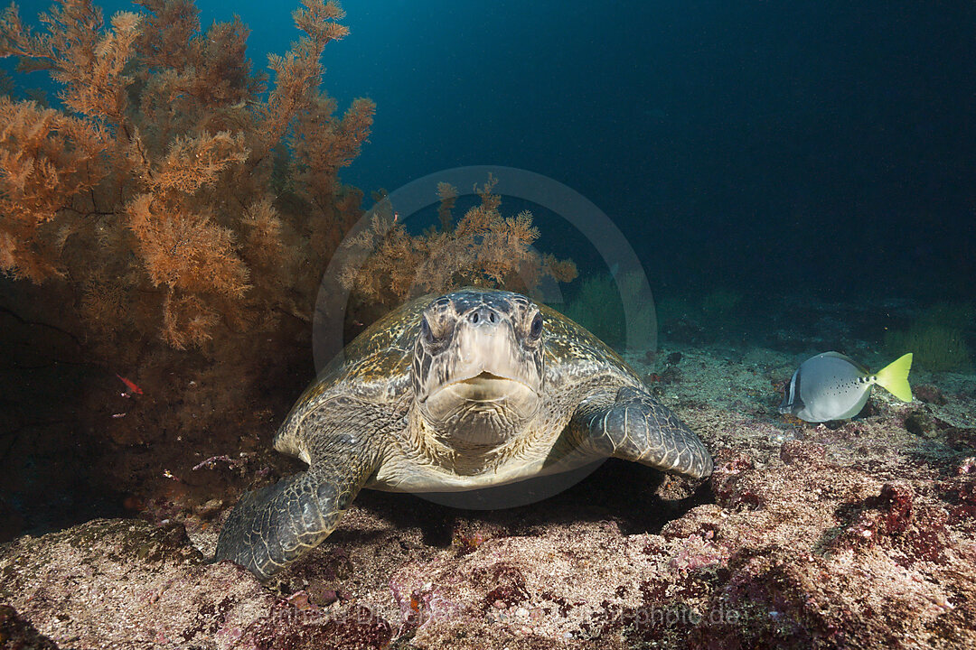 Green Sea Turtle, Chelonia mydas, Cousins Rock, Santiago Island, Galapagos, Ecuador