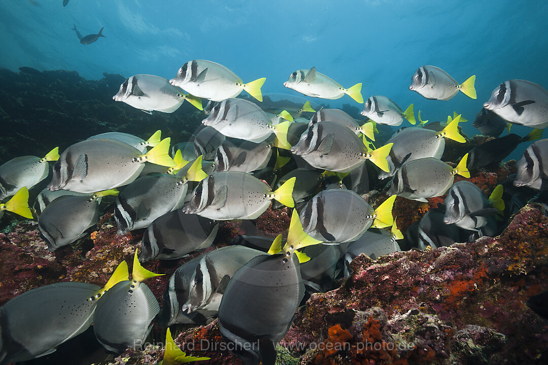 Schwarm Gelbschwanz-Doktorfische, Prionurus laticlavius, Cousins Rock, Santiago Island, Galapagos, Ecuador