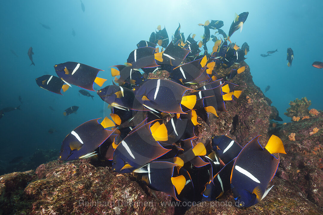 Schwarm Koenigs-Kaiserfische, Holacanthus passer, Cabo Marshall, Isabela Island, Galapagos, Ecuador
