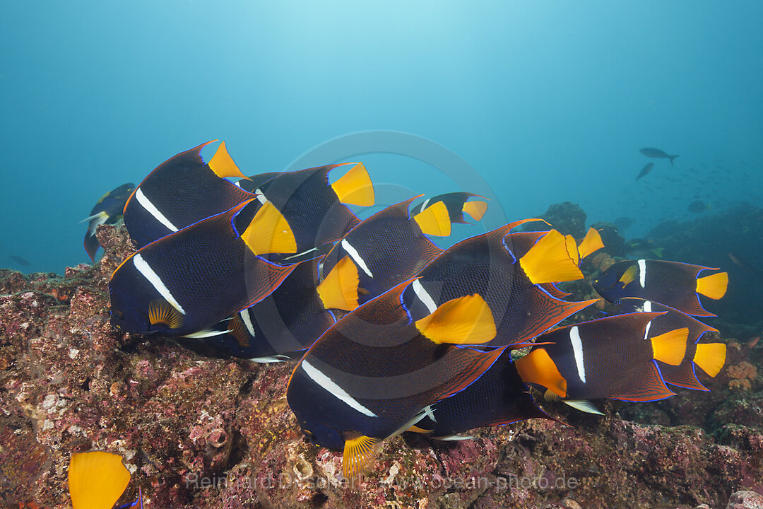 Shoal of King Angelfish, Holacanthus passer, Cabo Marshall, Isabela Island, Galapagos, Ecuador