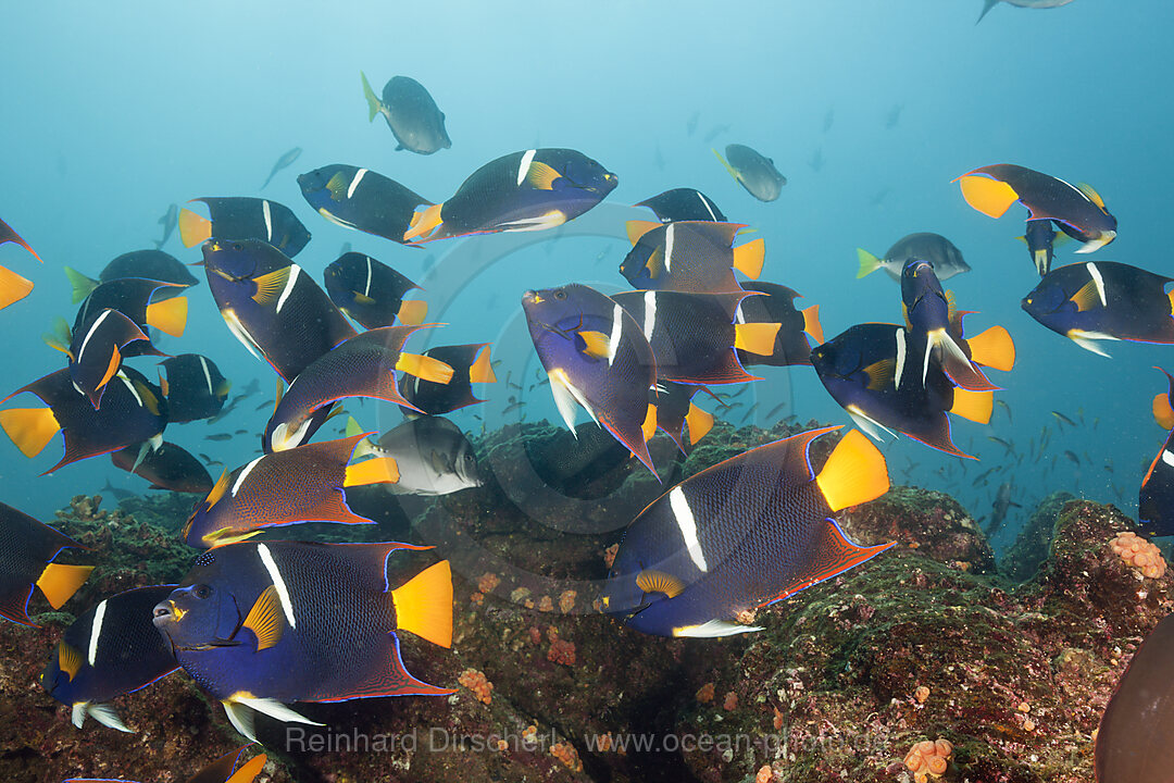 Schwarm Koenigs-Kaiserfische, Holacanthus passer, Cabo Marshall, Isabela Island, Galapagos, Ecuador