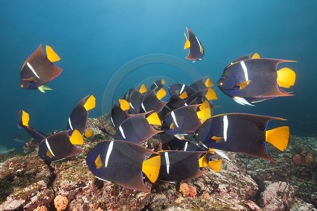 Schwarm Koenigs-Kaiserfische, Holacanthus passer, Cabo Marshall, Isabela Island, Galapagos, Ecuador