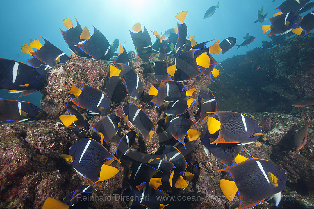 Shoal of King Angelfish, Holacanthus passer, Cabo Marshall, Isabela Island, Galapagos, Ecuador