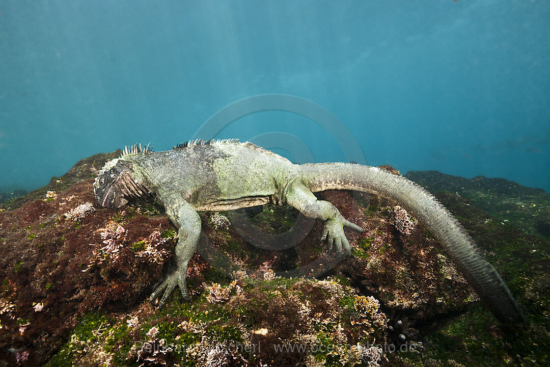 Marine Iguana feeding at Sea, Amblyrhynchus cristatus, Cabo Douglas, Fernandina Island, Galapagos, Ecuador