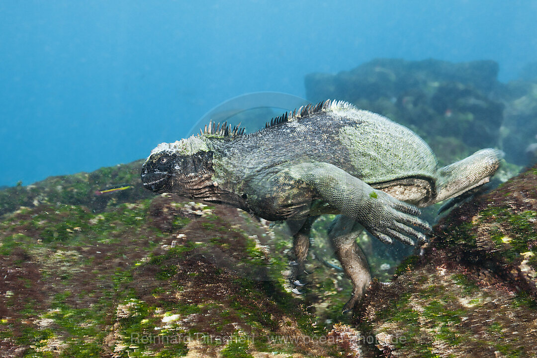 Marine Iguana feeding at Sea, Amblyrhynchus cristatus, Cabo Douglas, Fernandina Island, Galapagos, Ecuador